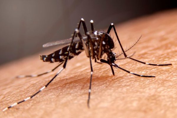 Dengue- Know The Causes, Symptoms, And Ways To Treat It